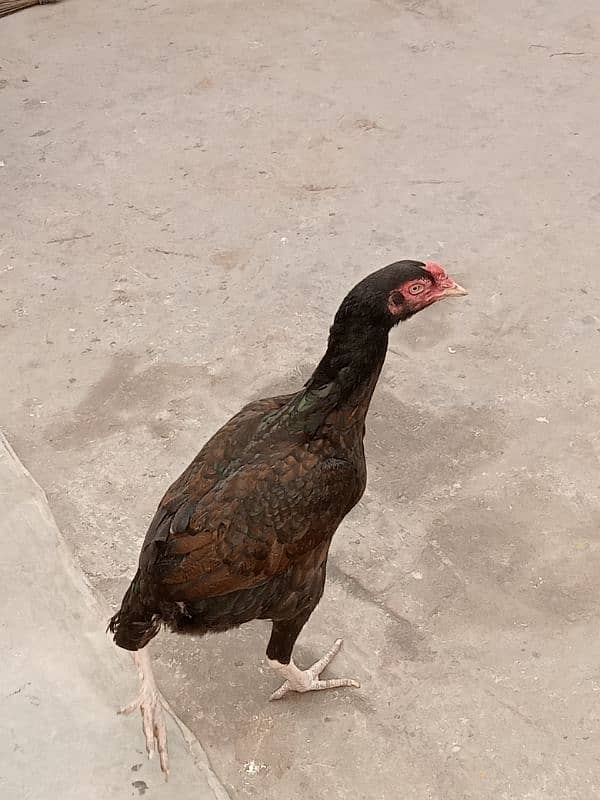 03217057689 (3 Assel Hen's for Sale details Description) price 13000 5