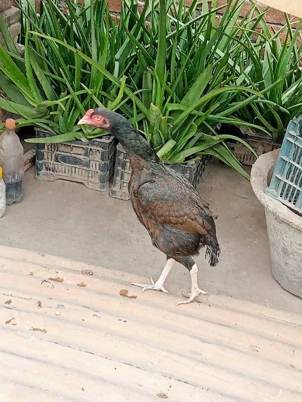 03217057689 (3 Assel Hen's for Sale details Description) price 13000 6