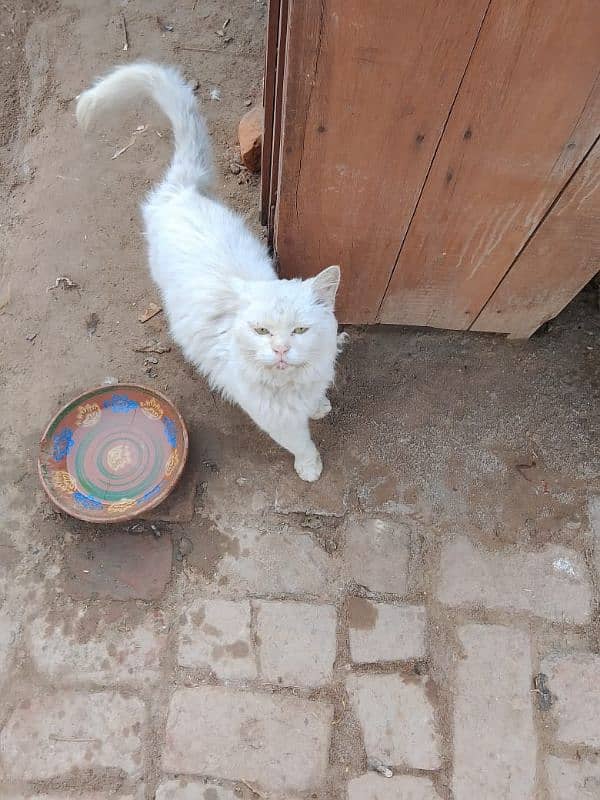 Persian cat pair 3