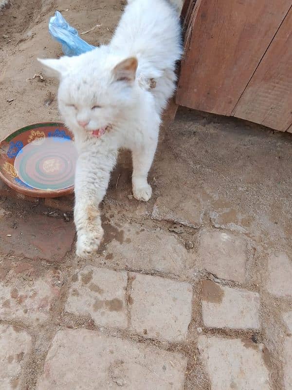 Persian cat pair 4