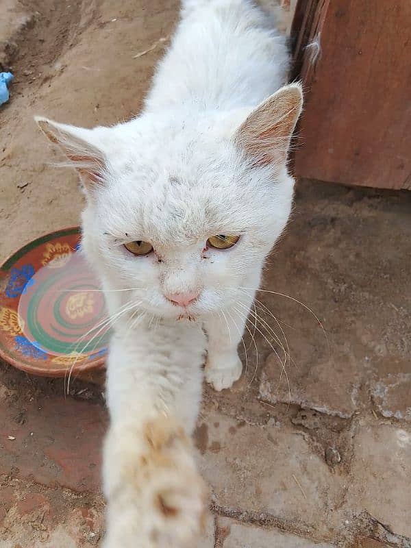 Persian cat pair 5