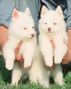 American Russian pair 2 month for sale imported Bradman