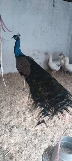 Male peacock for sale