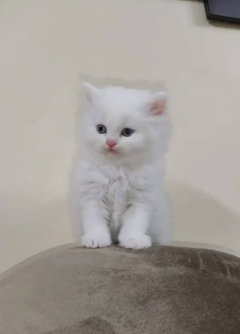 Persian cat 0