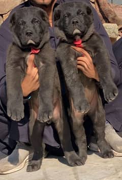 alabai security dog 2 month pair for sale heavy bone