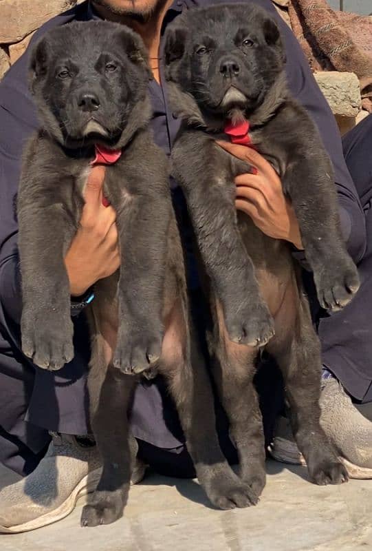 alabai security dog 2 month pair for sale heavy bone 0