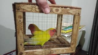 love bird breeder pair 4 year