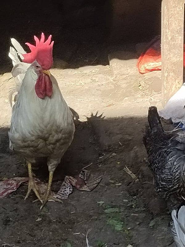 Hens murga 3