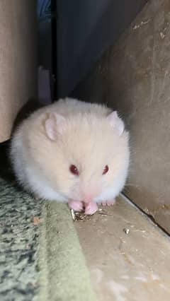 3 hamster with their house