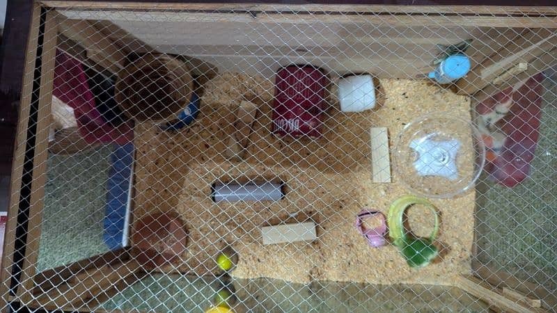 3 hamster with their house 5