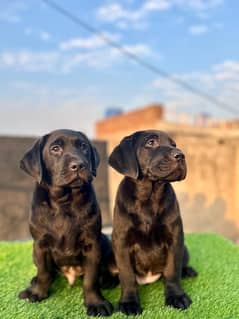 labrador pedigree pups