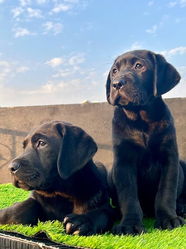 labrador pedigree pups 1