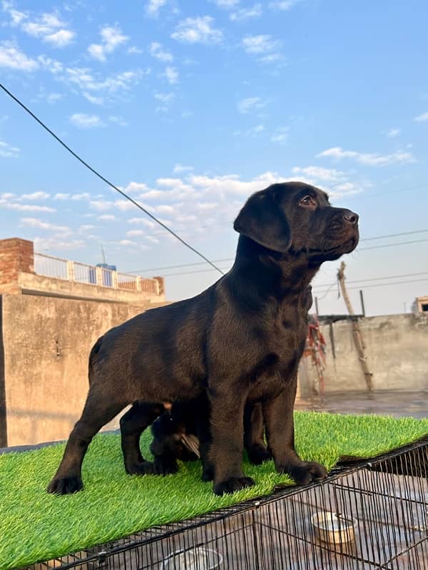 labrador pedigree pups 2