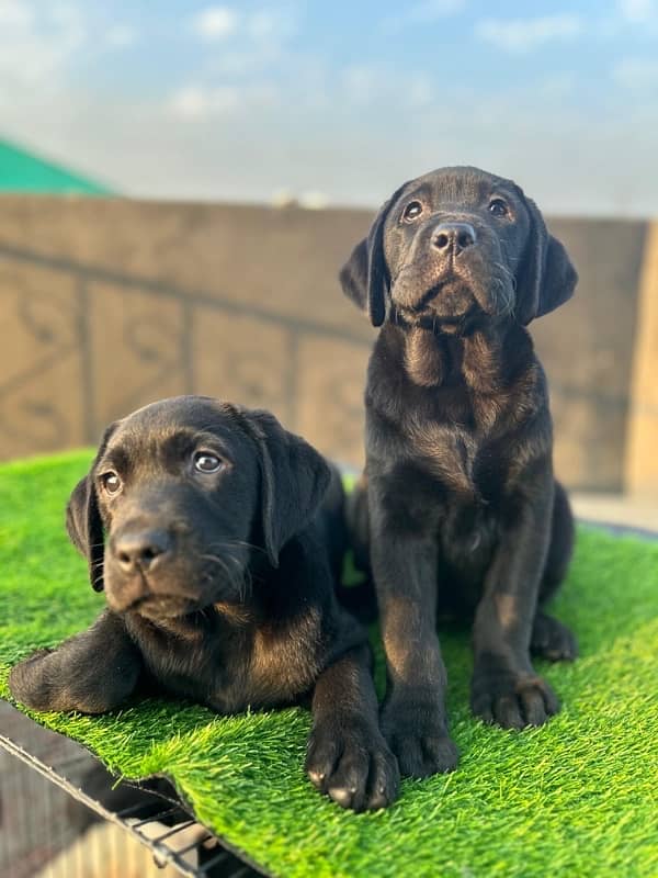 labrador pedigree pups 3