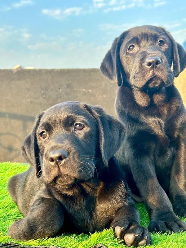 labrador pedigree pups 4