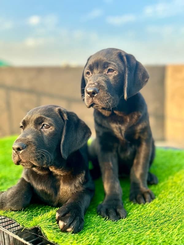 labrador pedigree pups 5