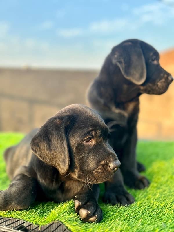 labrador pedigree pups 6