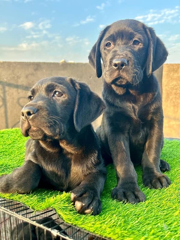 labrador pedigree pups 7