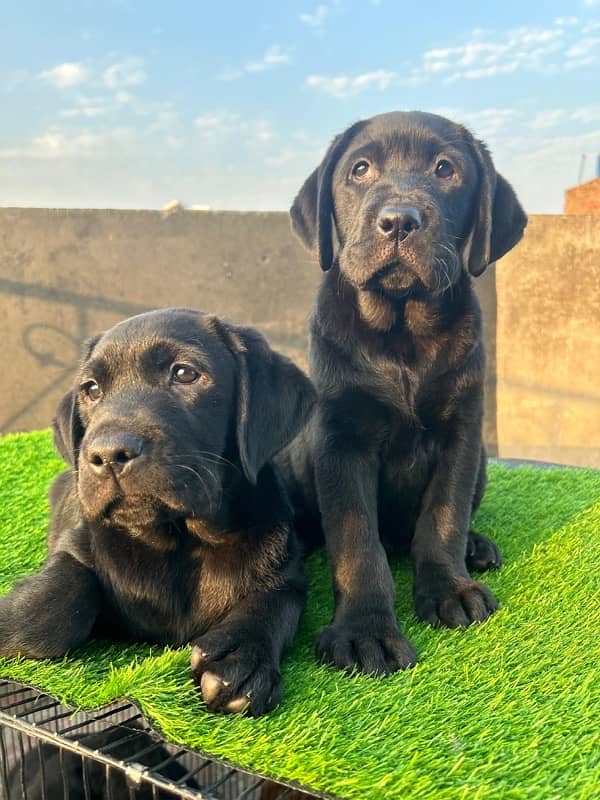 labrador pedigree pups 8