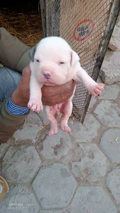 AMERICAN PITBULL PUPPY FEMALE'S 5 PUPPY FEMALE'S