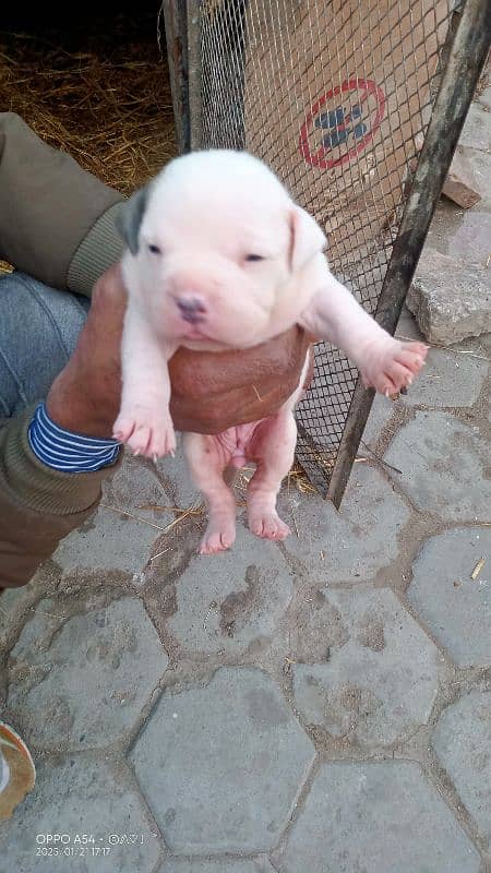 AMERICAN PITBULL PUPPY FEMALE'S 5 PUPPY FEMALE'S 0