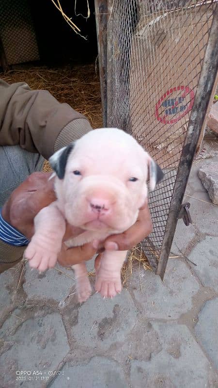 AMERICAN PITBULL PUPPY FEMALE'S 5 PUPPY FEMALE'S 1