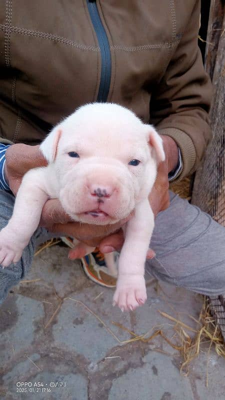 AMERICAN PITBULL PUPPY FEMALE'S 5 PUPPY FEMALE'S 3