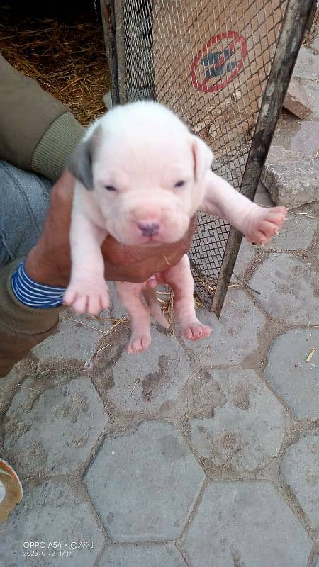 AMERICAN PITBULL PUPPY FEMALE'S 5 PUPPY FEMALE'S 4