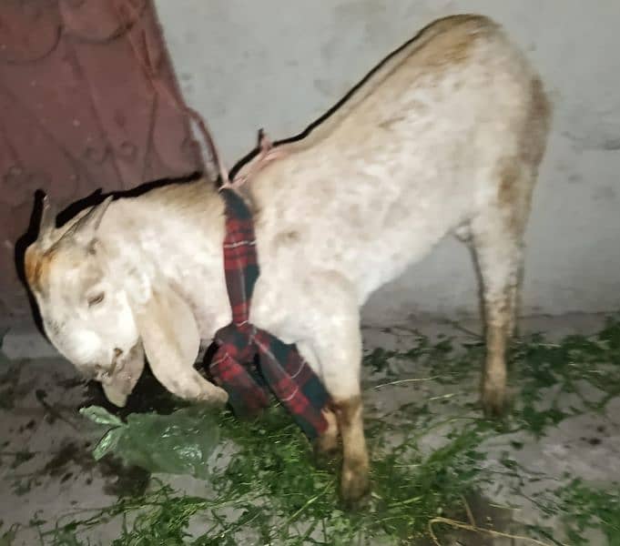 11 Months Bakra for Qurbani 2025 1