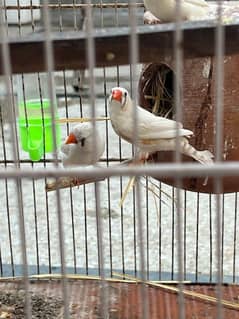 zebra finch