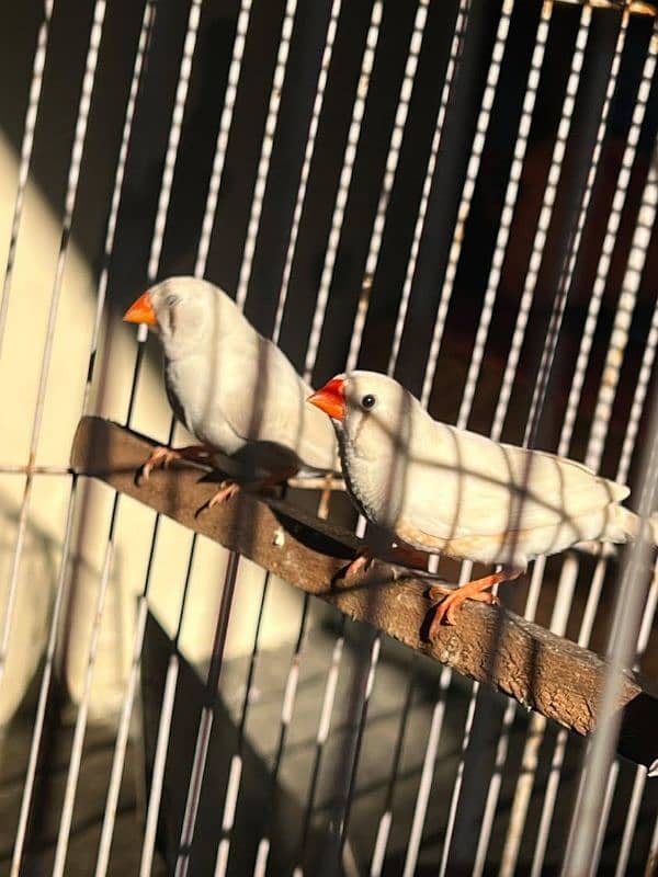 zebra finch 1