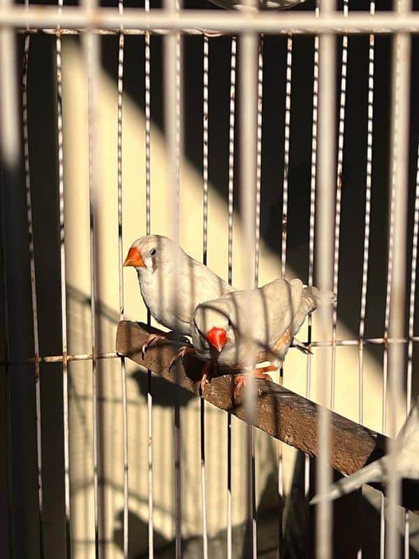 zebra finch 2