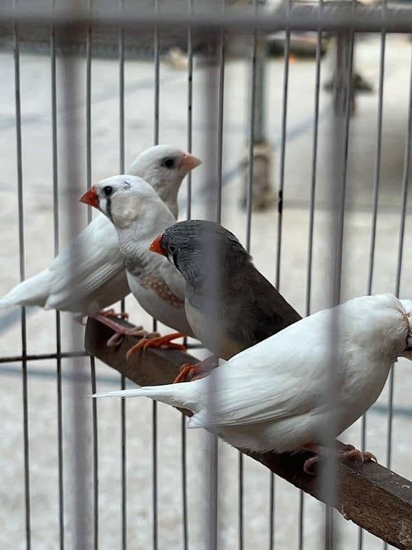 zebra finch 3