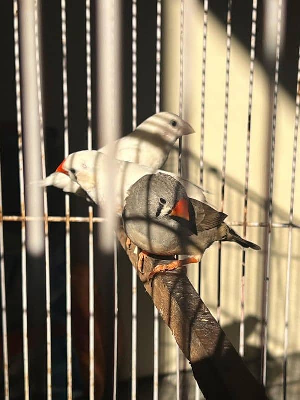 zebra finch 4