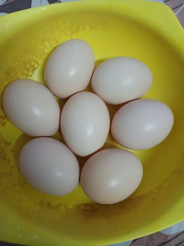 Fertile eggs 6