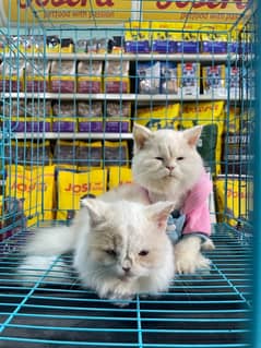 Persian Cat Triple coated