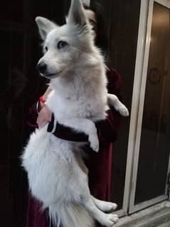 Beautiful 3-Year-Old Russian White Dog