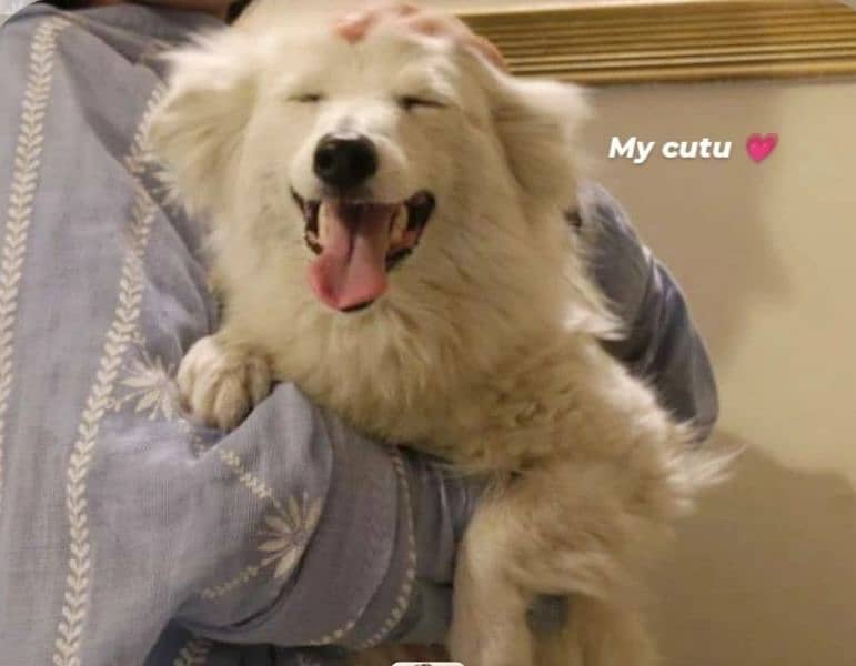 Beautiful 3-Year-Old Russian White Dog 1