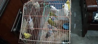 *6 Budgies Pairs in Sale*