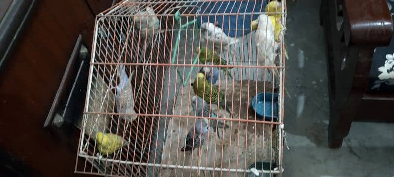 *6 Budgies Pairs in Sale* 0