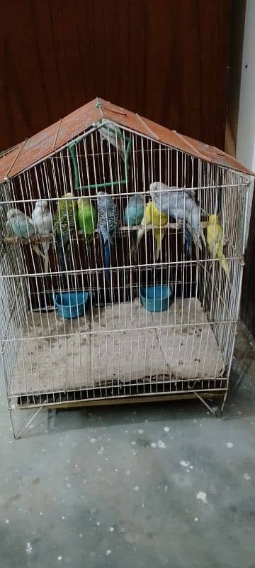 *6 Budgies Pairs in Sale* 2