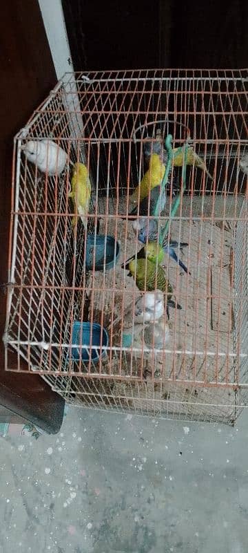 *6 Budgies Pairs in Sale* 3