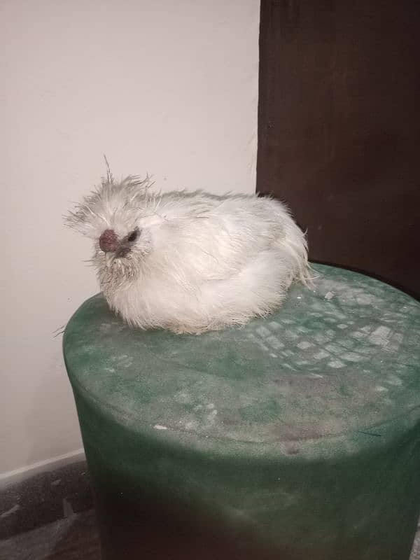 silkie male for sale pure silkie chicken 0