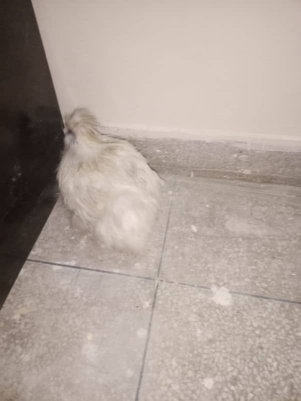 silkie male for sale pure silkie chicken 1