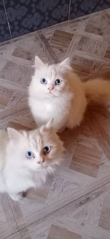 white Persian cat pair o3o5-7ii763i 0