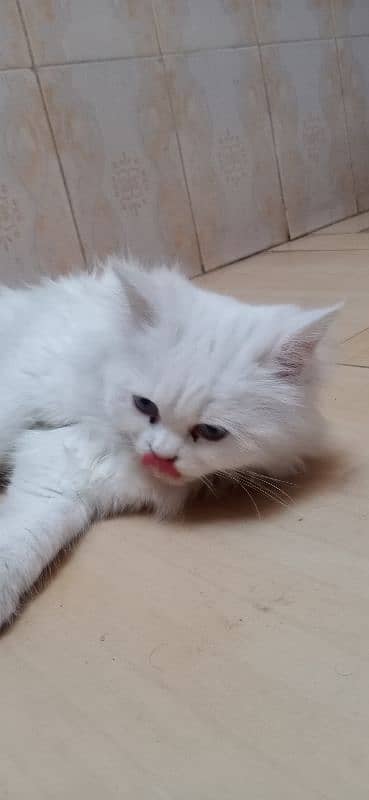 white Persian cat pair o3o5-7ii763i 1