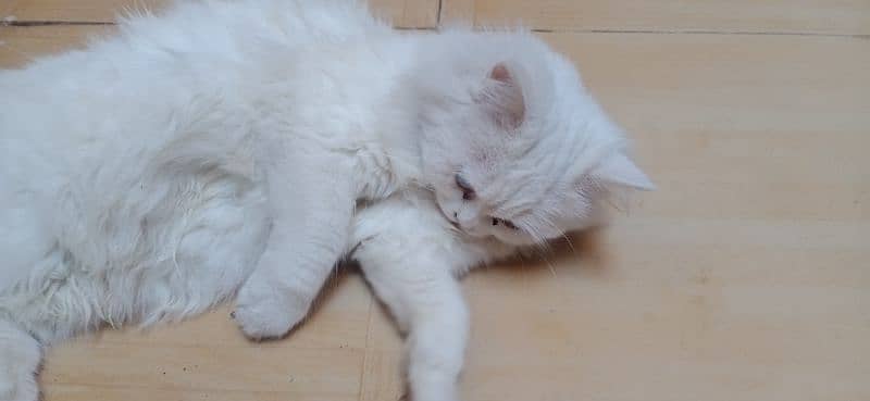 white Persian cat pair o3o5-7ii763i 2