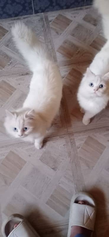 white Persian cat pair o3o5-7ii763i 3