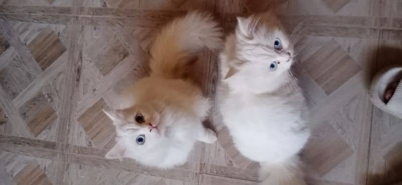 white Persian cat pair o3o5-7ii763i 4