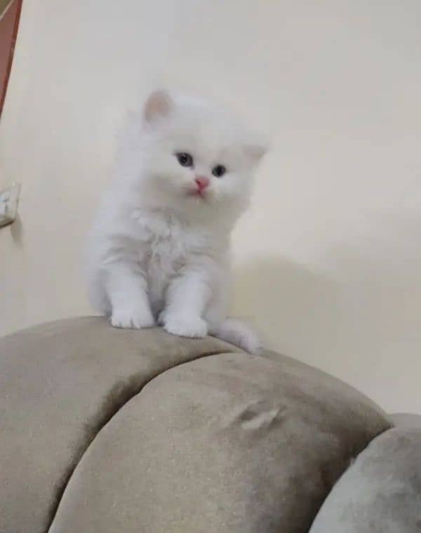 Persian cat for Sale My WhatsApp number 0326/77/20/525 0